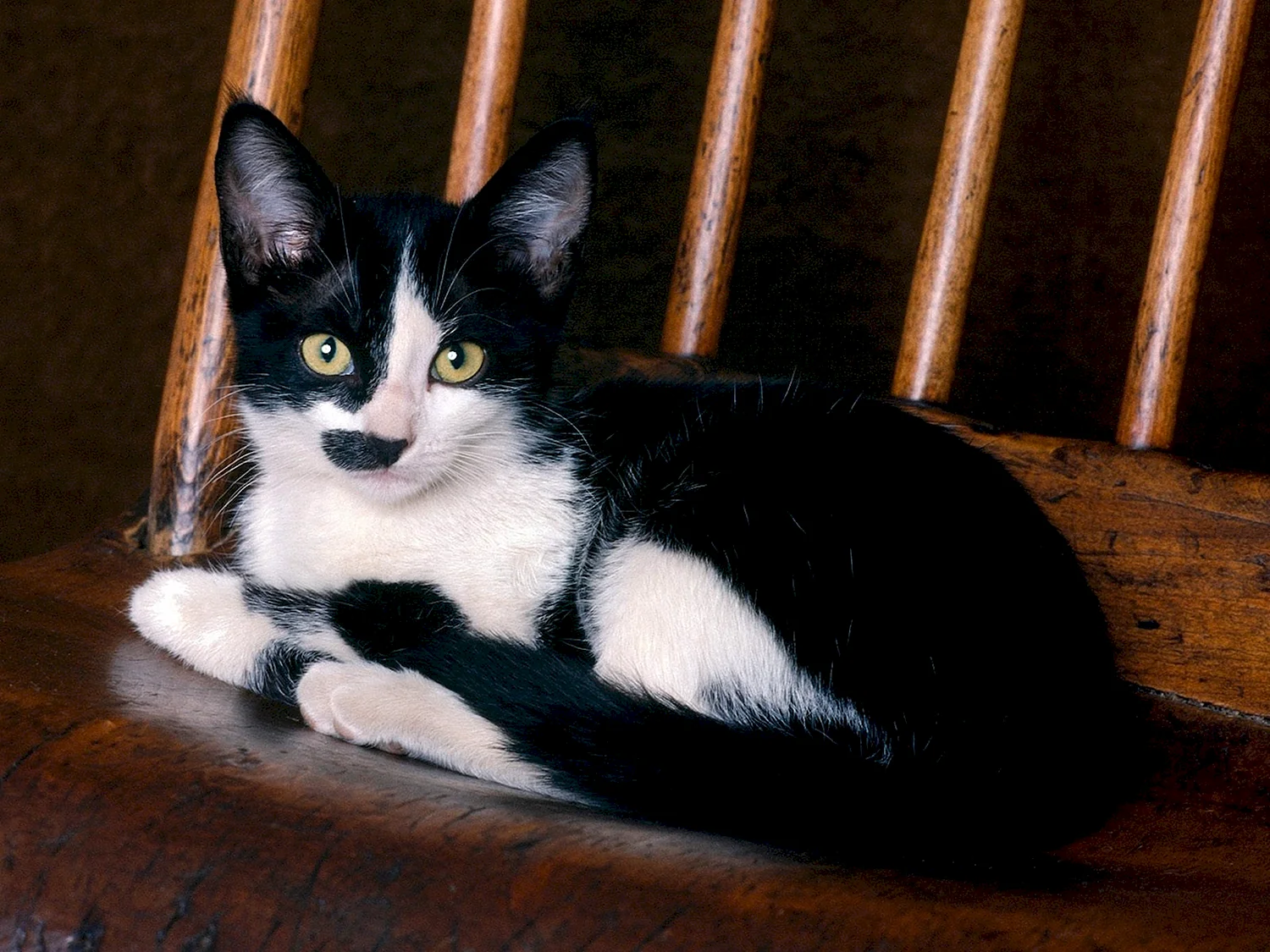 Кошка черная беспородная с белыми пятнами