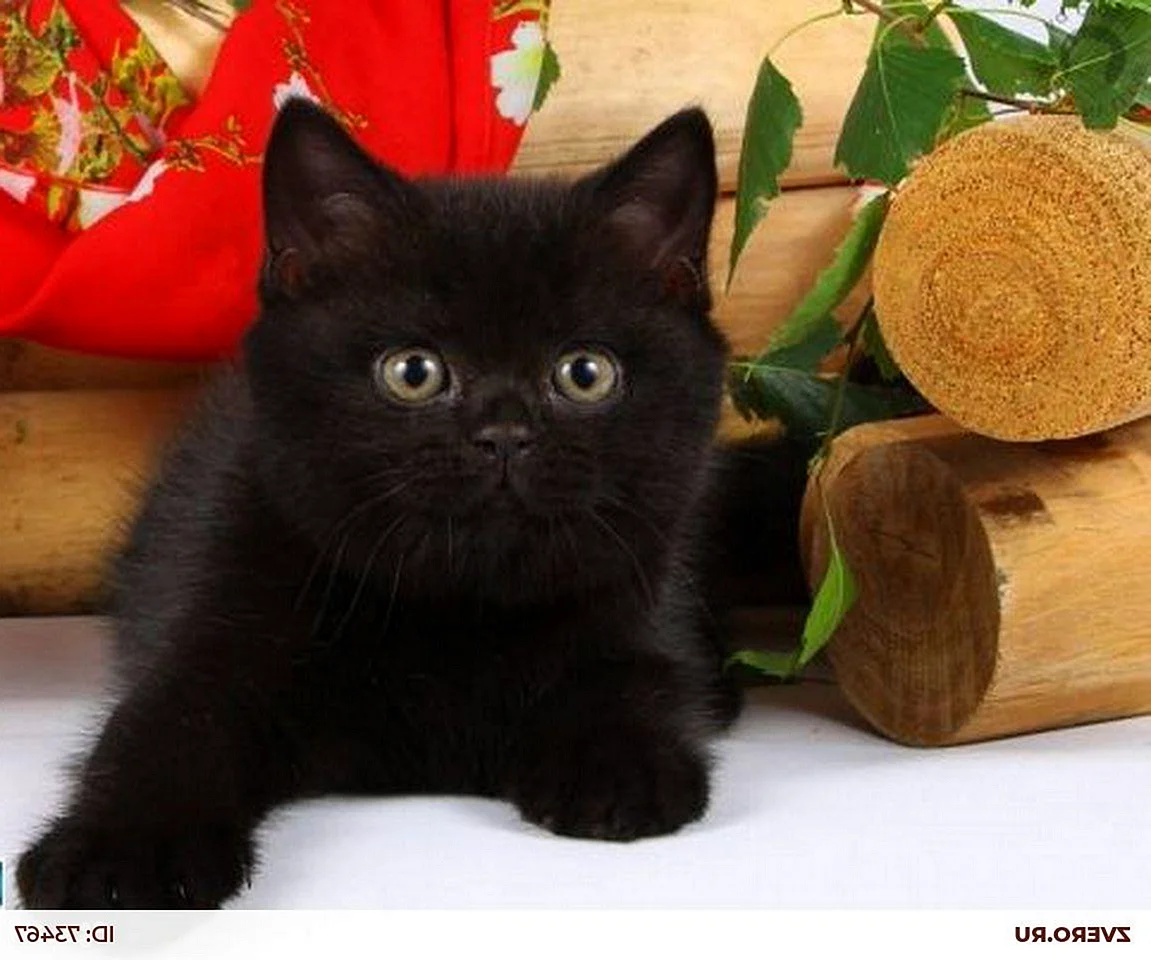 Кошка экзот британец черный