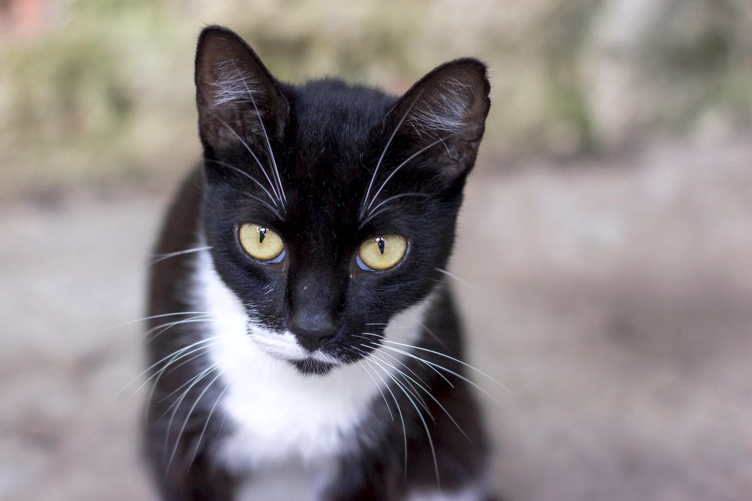 Кошка европейская короткошерстная черная кошка