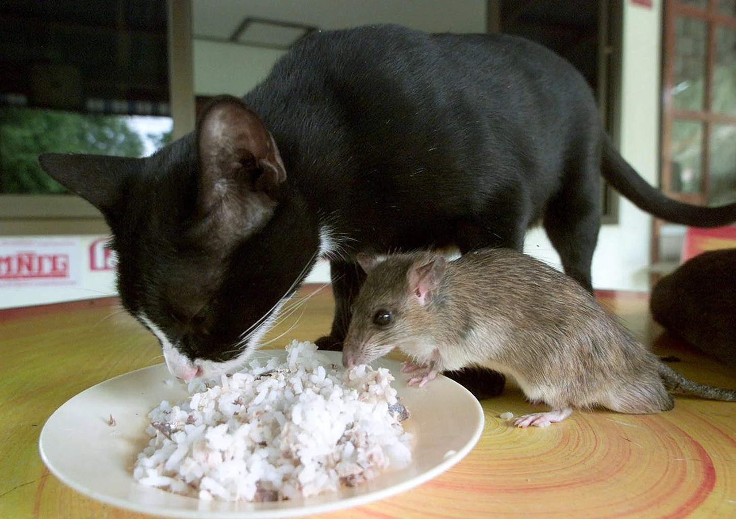 Кошка и мышь