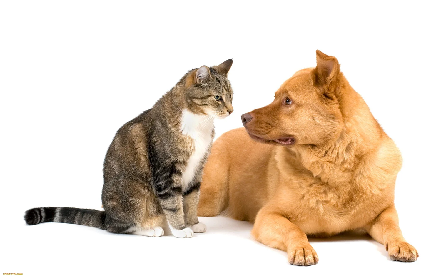 Кошка и собака без фона