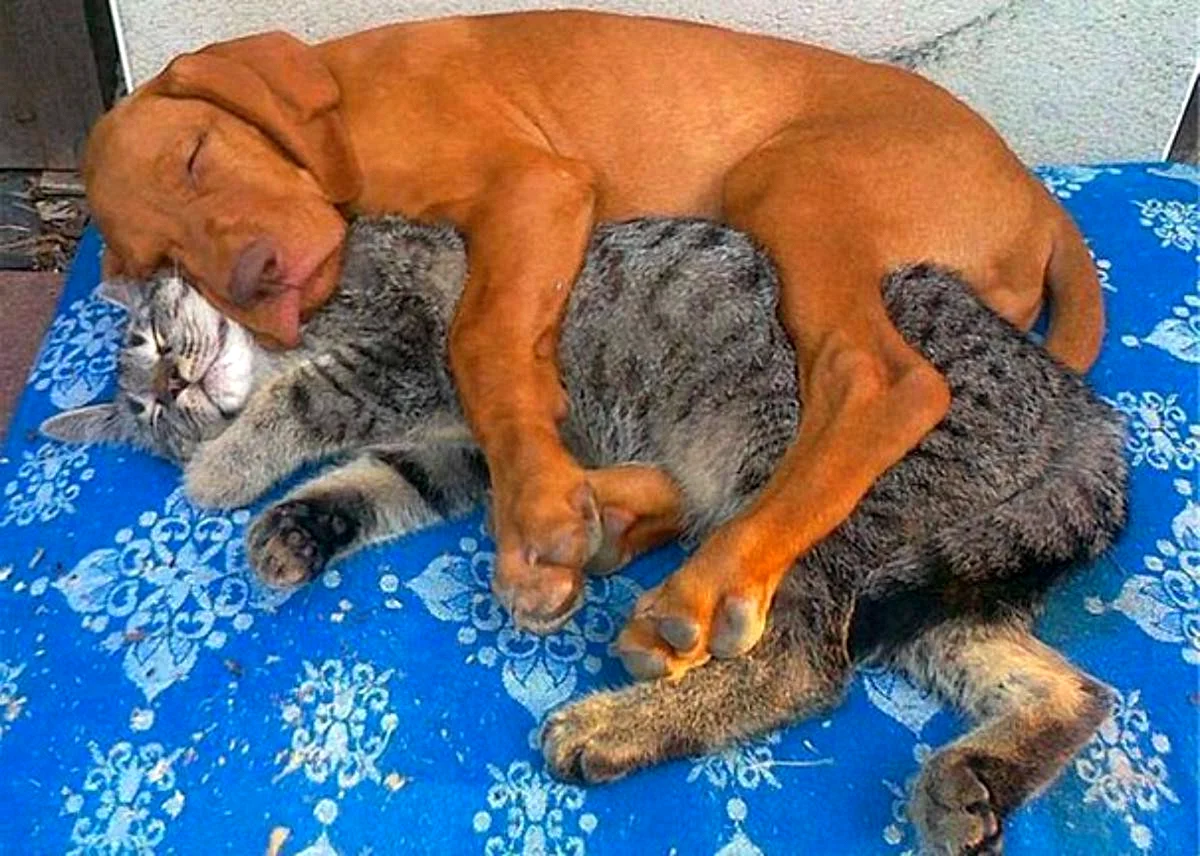 Кошка и собака спят