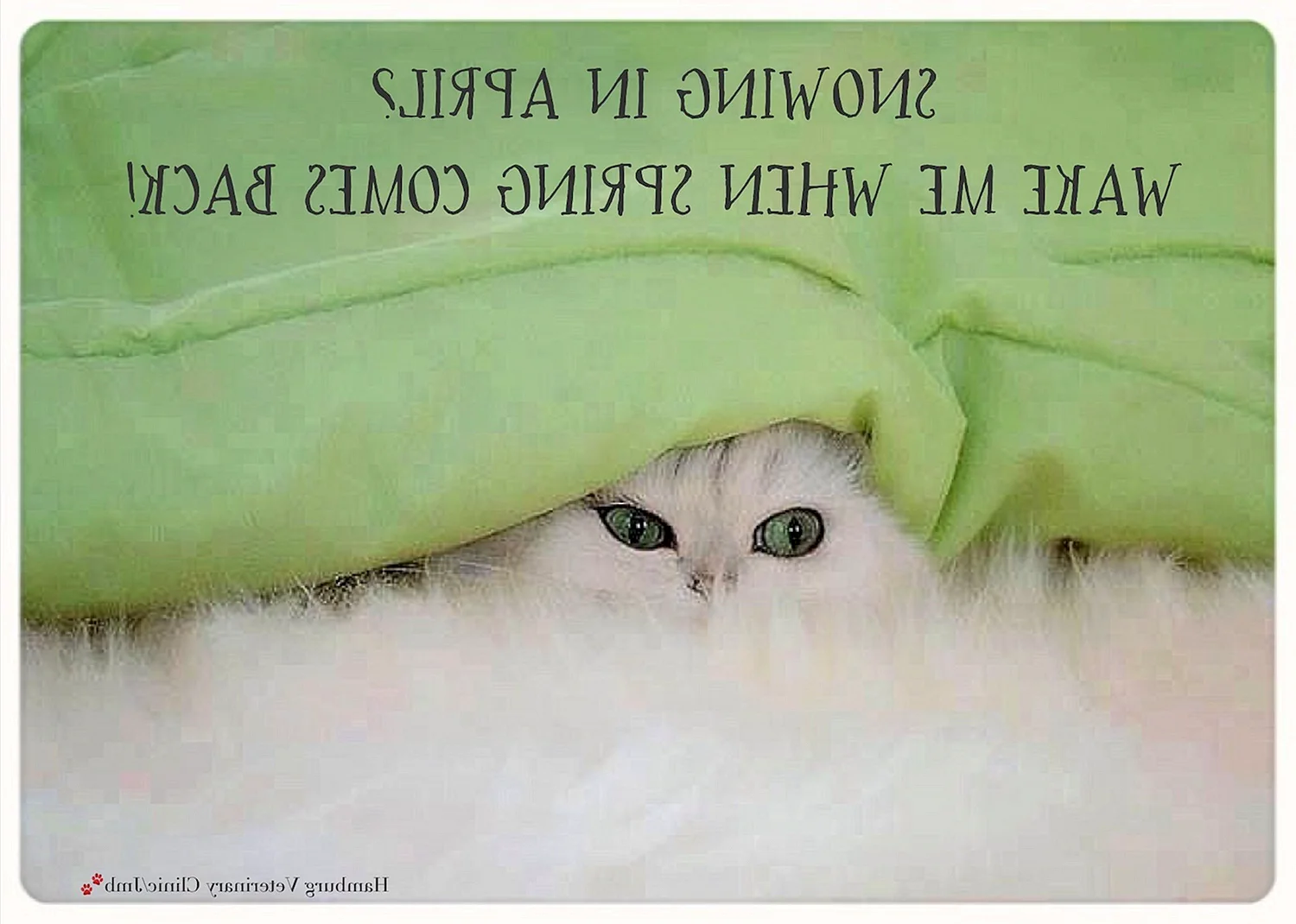 Кошка из под одеяла