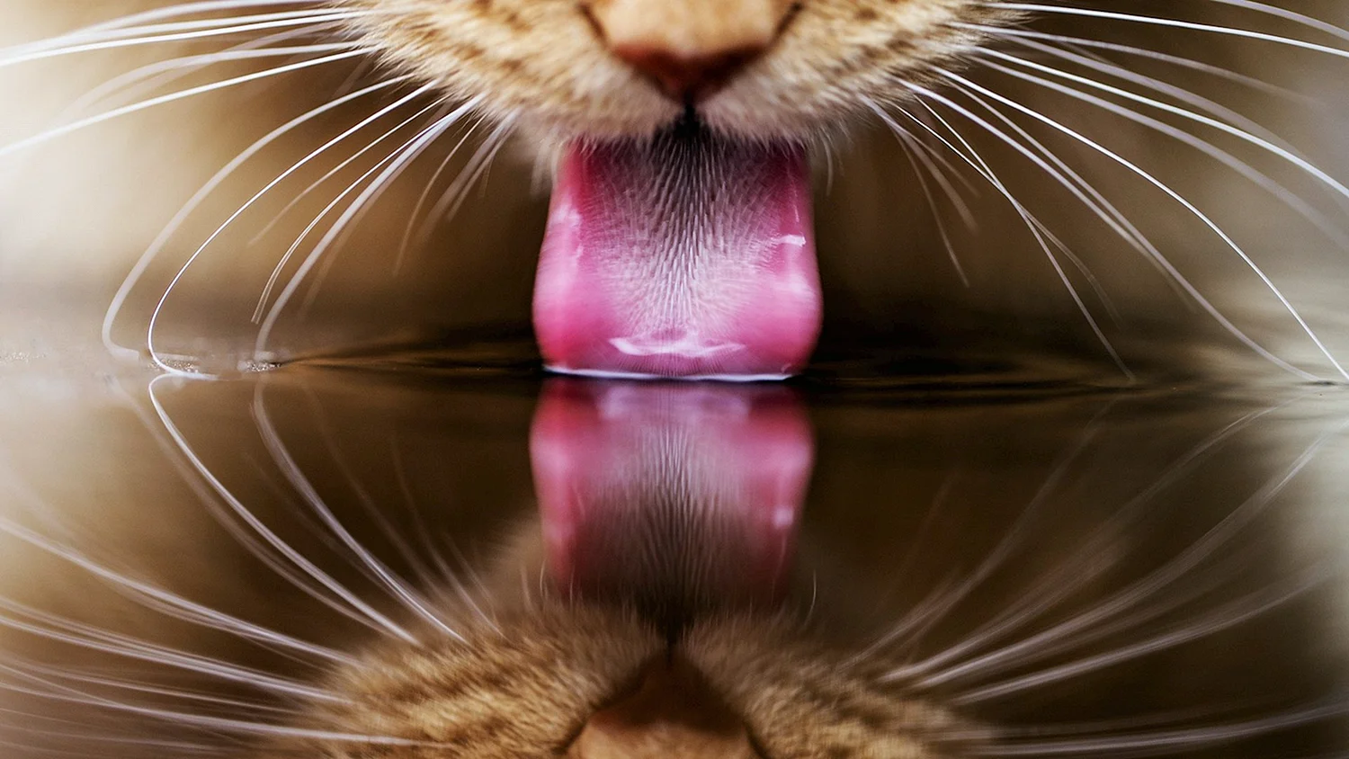 Кошка лакает воду