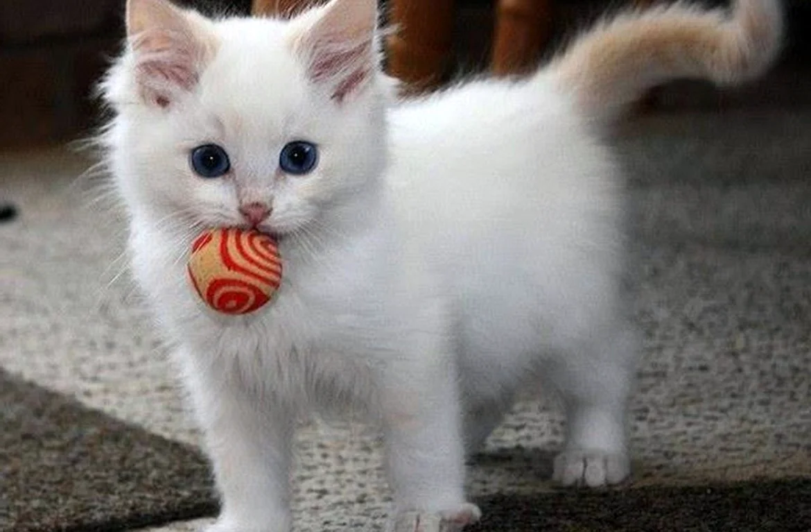 Кошка маленькая белая