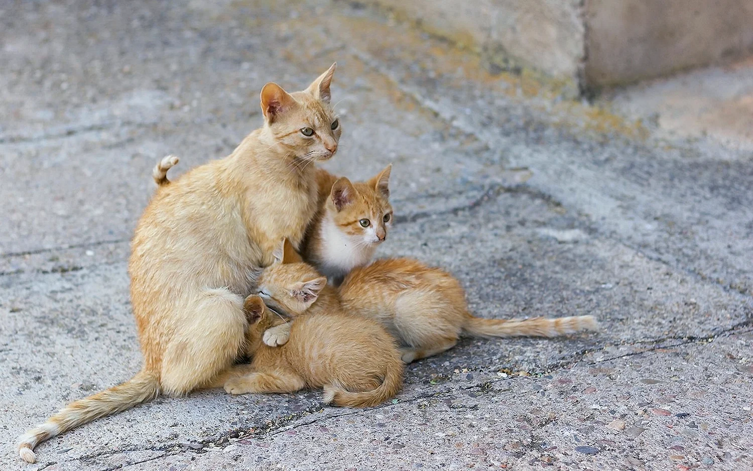 Кошка мать с котятами