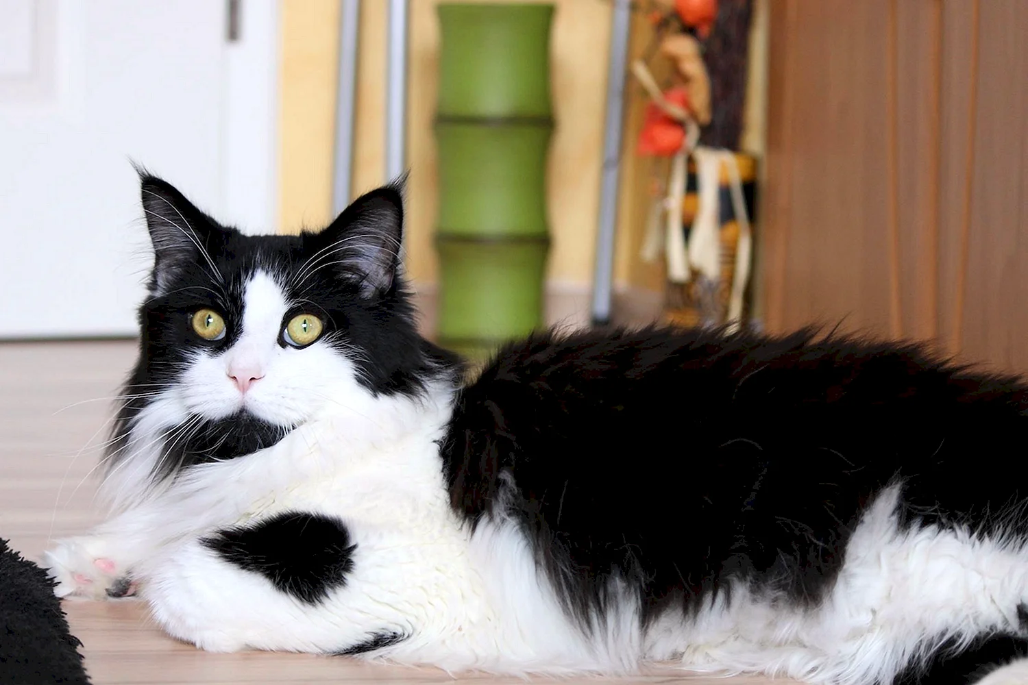 Кошка Мейн кун черно белая