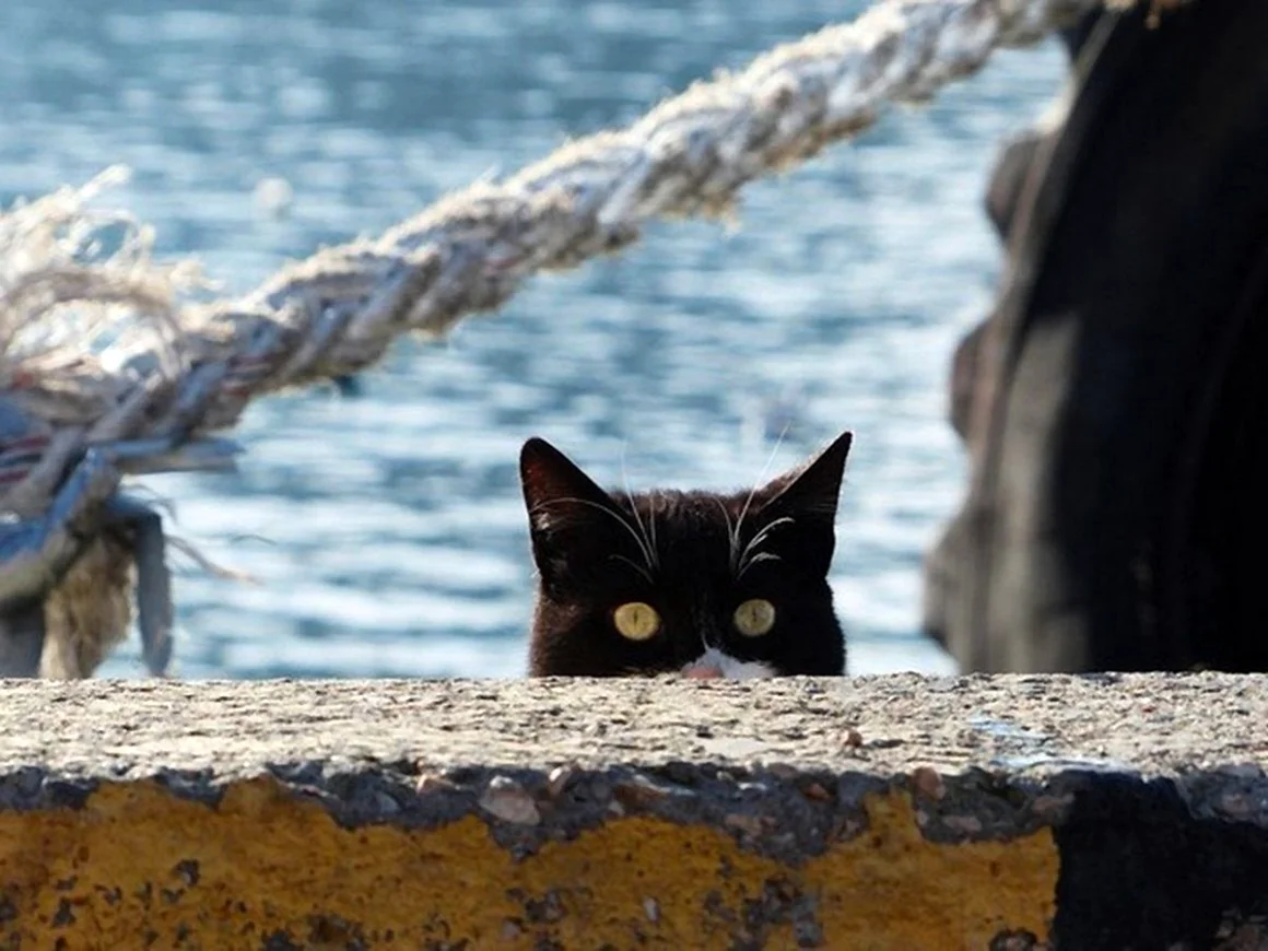Кошка на море