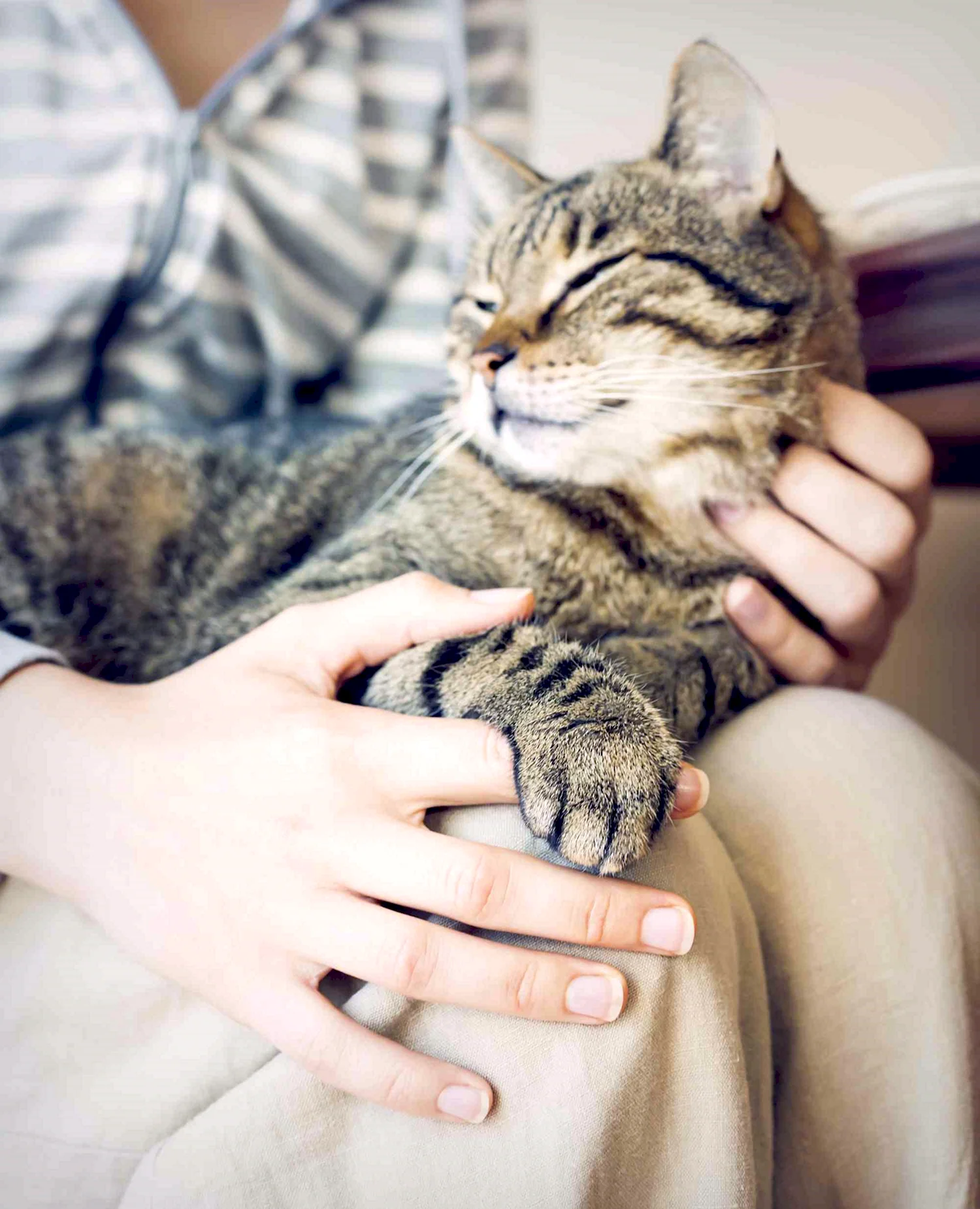 Кошка на руках