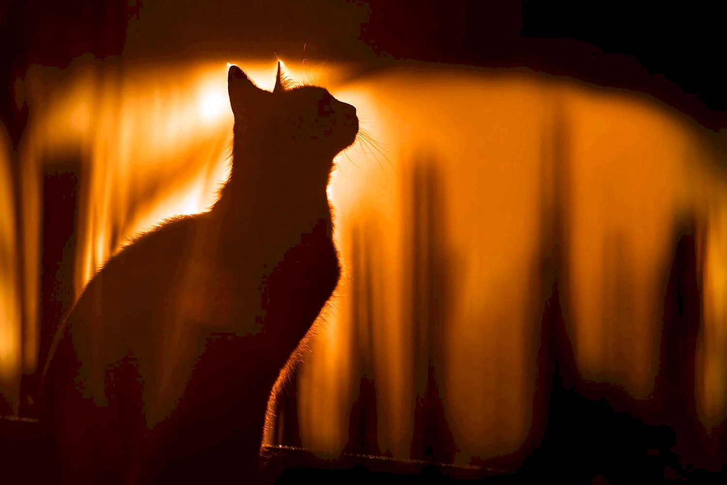 Кошка на закате