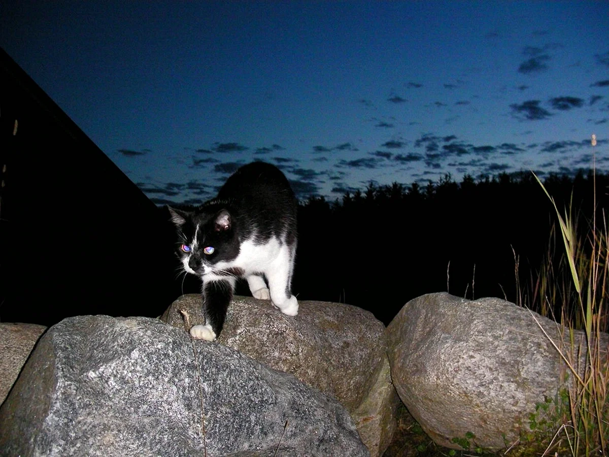 Кошка ночью