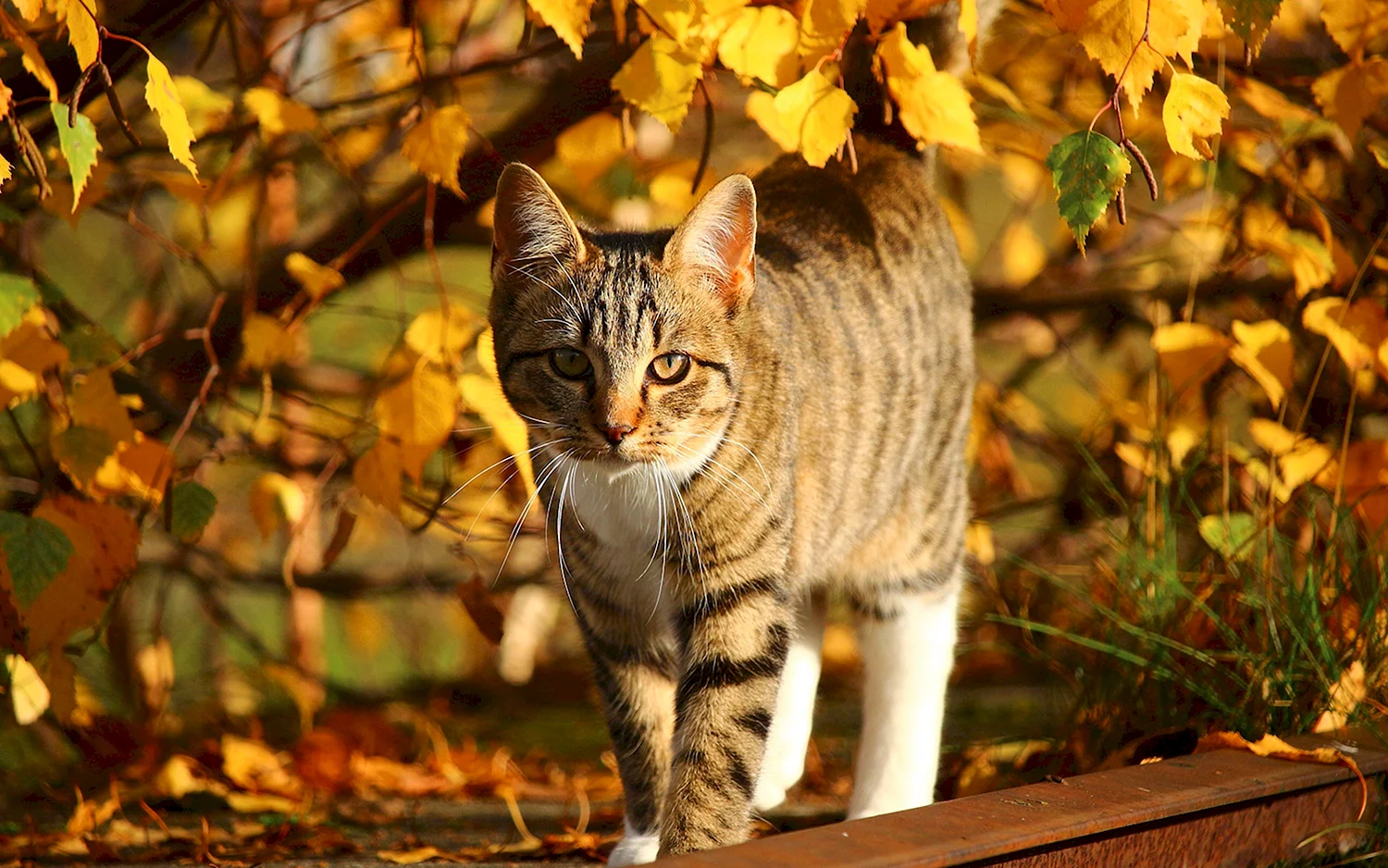 Кошка осень