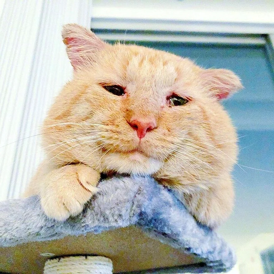 Кошка плачет