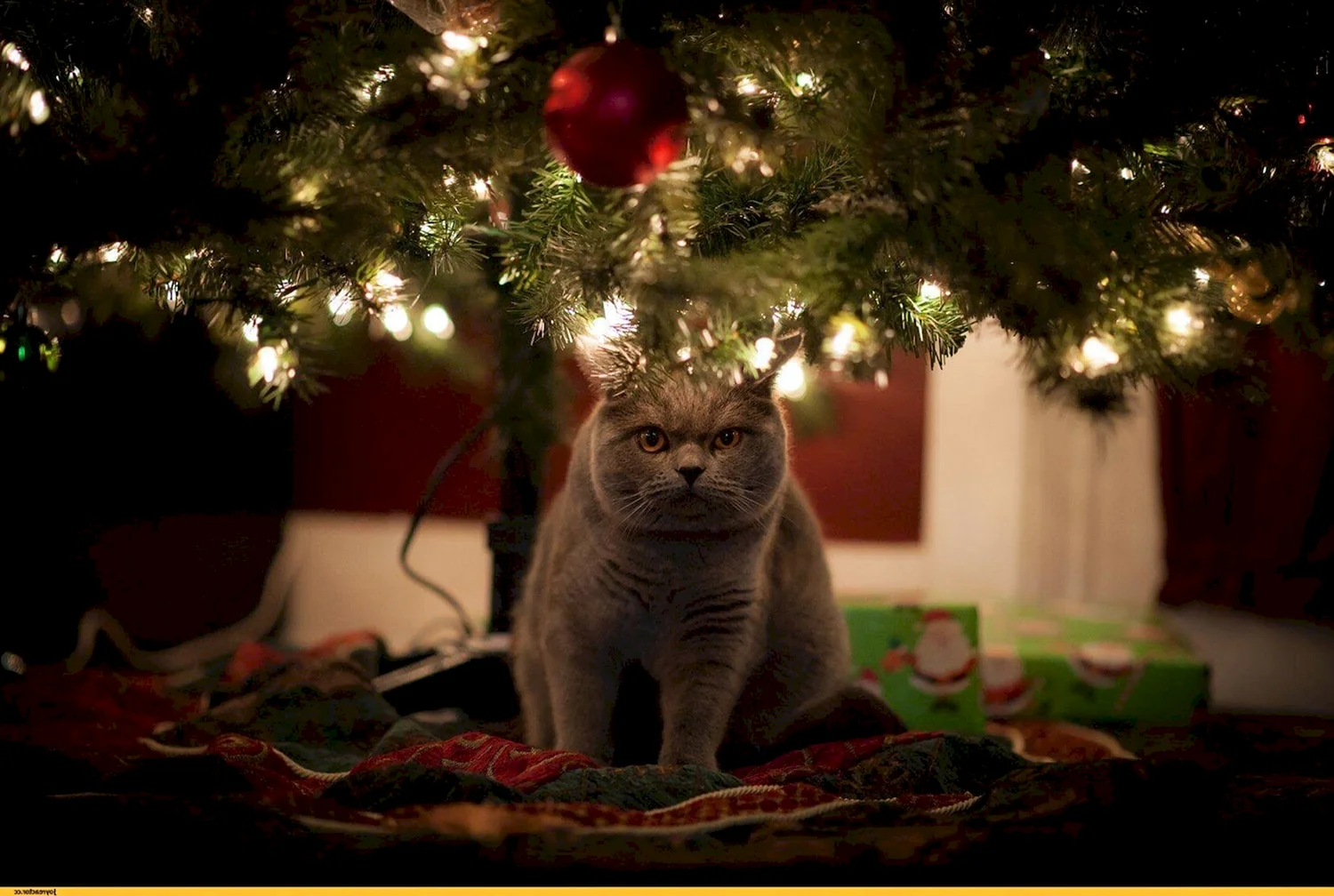 Кошка под елкой