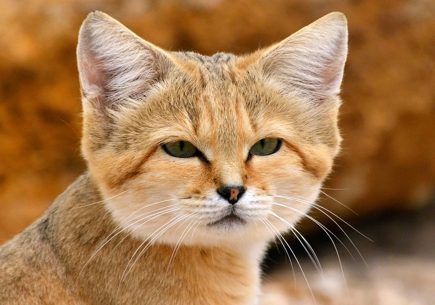 Кошка породы барханный кот