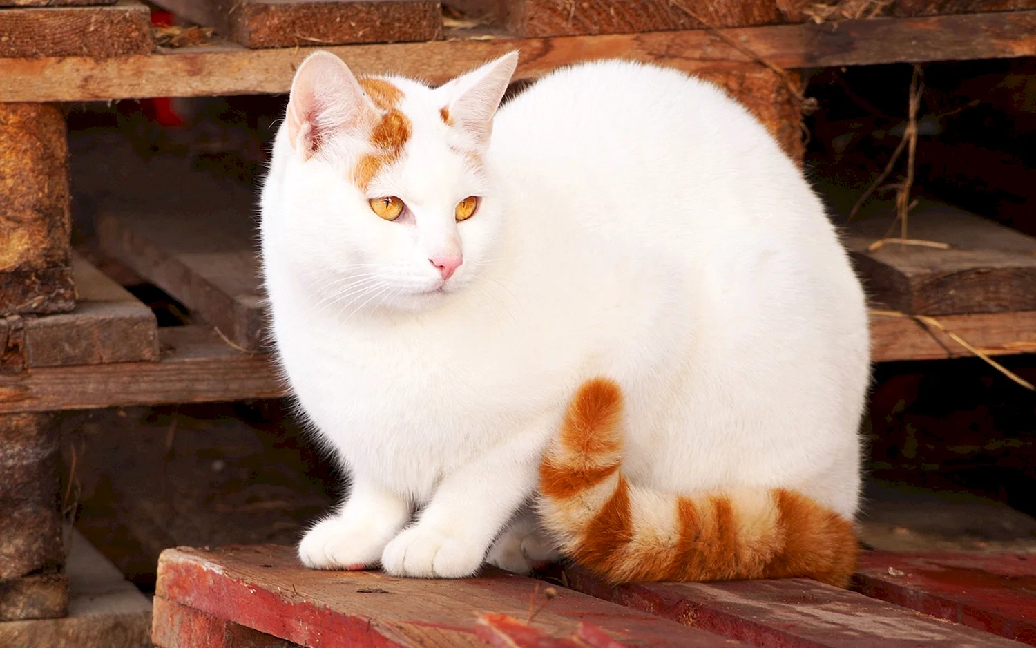 Кошка рыжая с белым