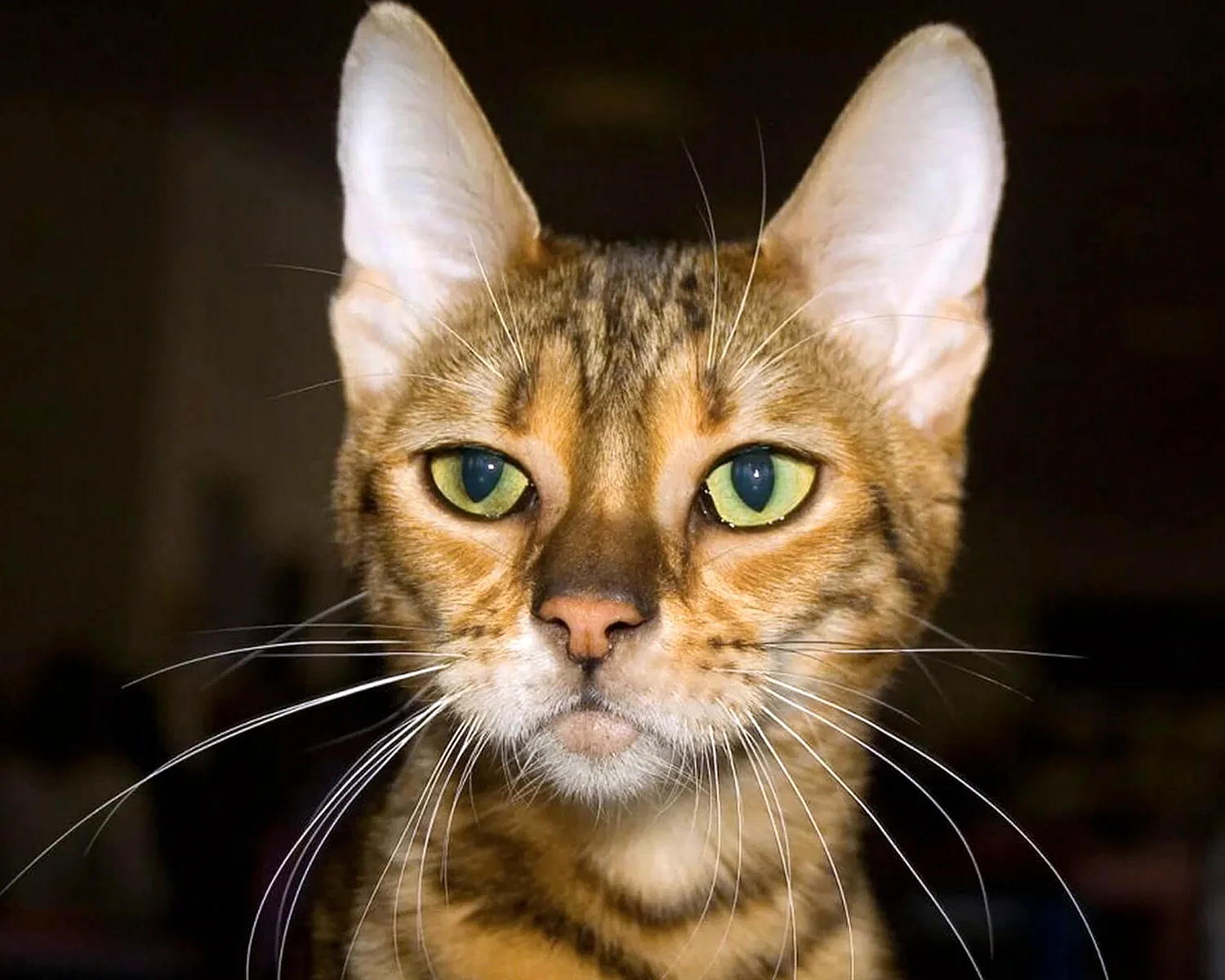 Кошка с большими ушами порода Серенгети