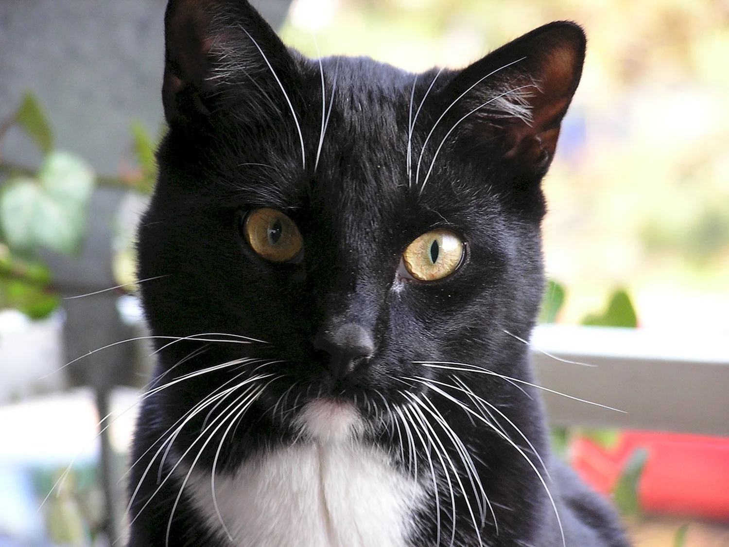 Кошка с черными усами