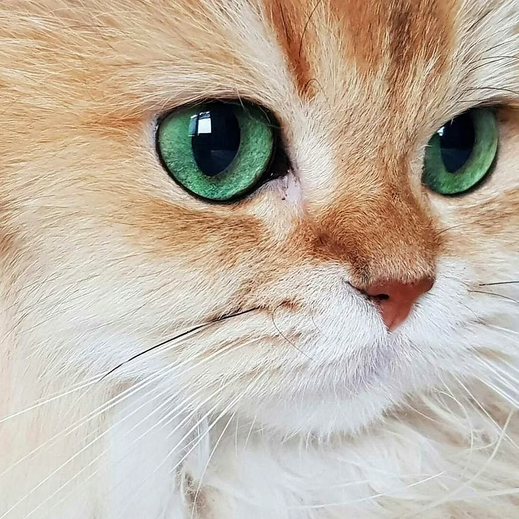 Кошка с изумрудными глазами