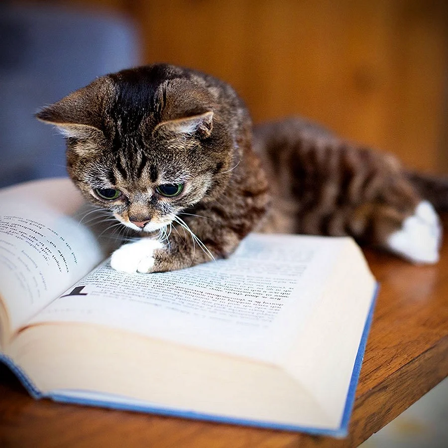 Кошка с книжкой
