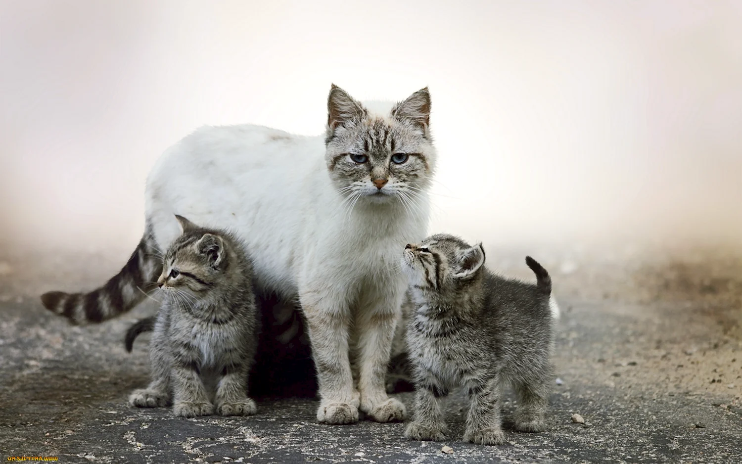 Кошка с котятами