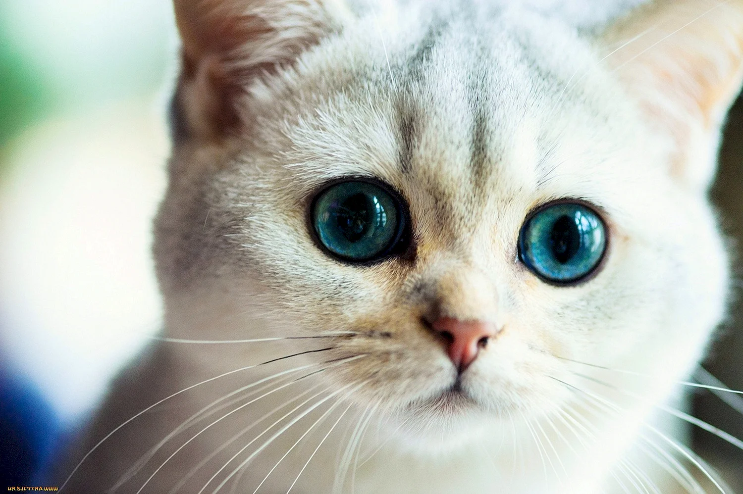Кошка с красивыми глазами