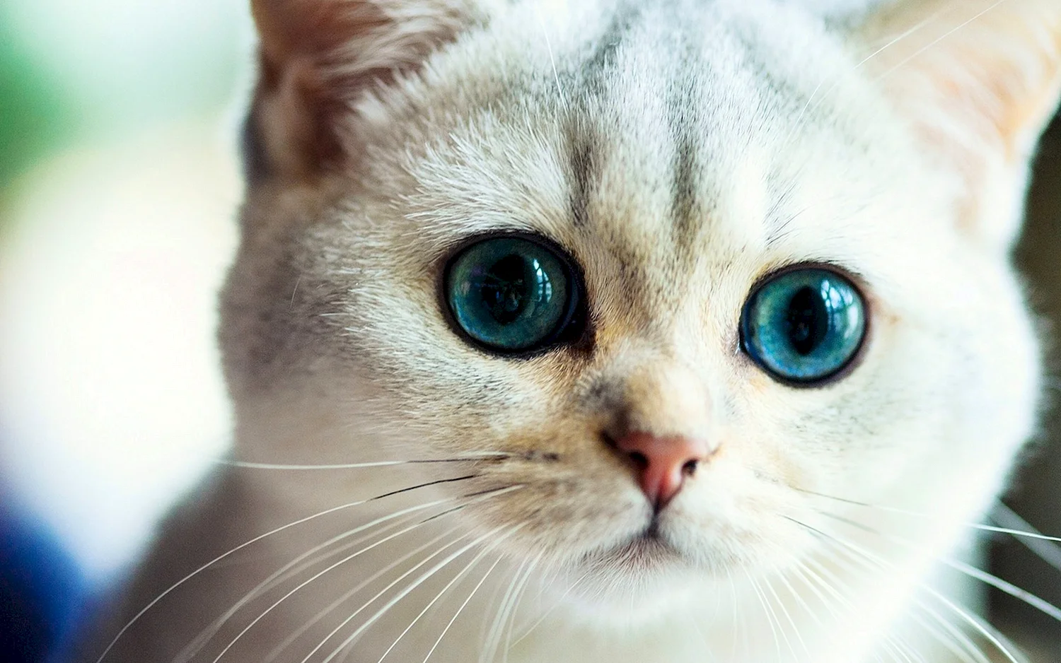 Кошка с красивыми глазами