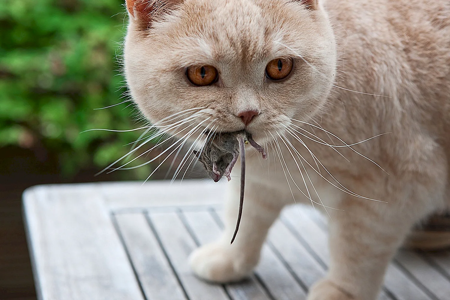 Кошка с мышью в зубах