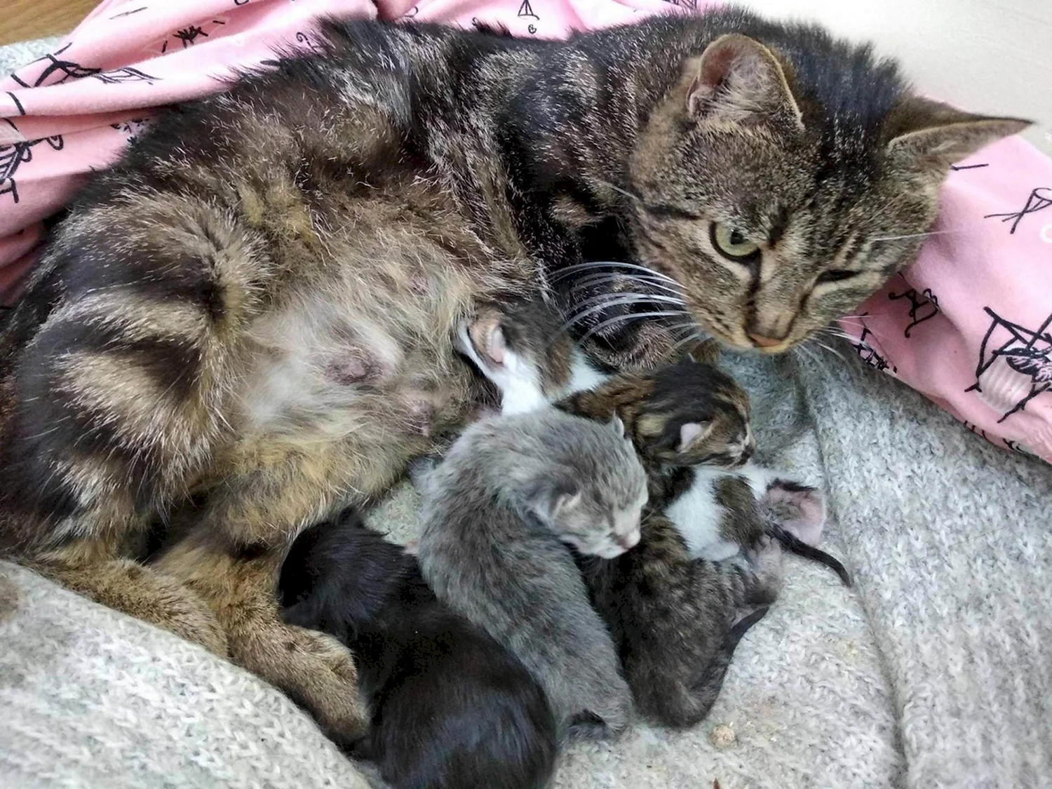 Кошка с новорожденными котятами