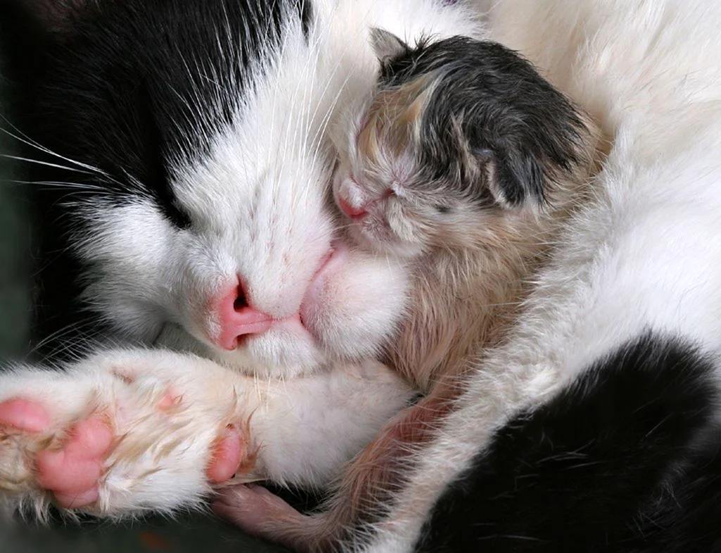 Кошка с новорожденными котятами