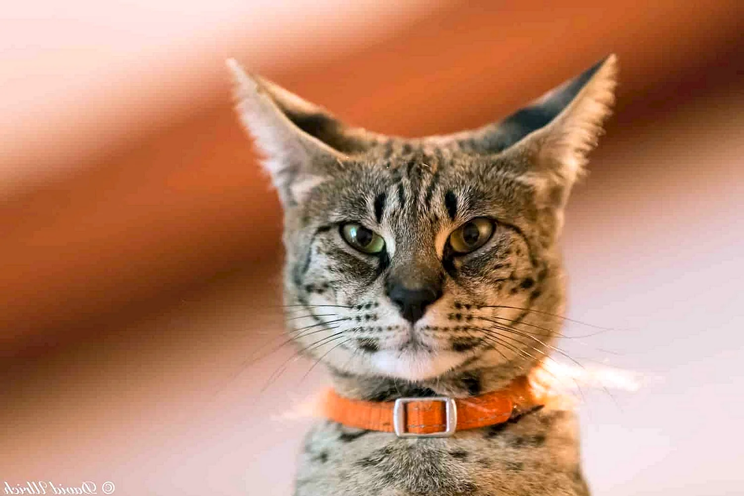 Кошка с острыми ушами
