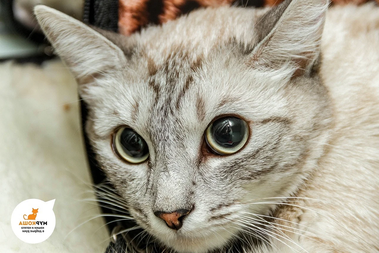 Кошка с прижатыми ушами