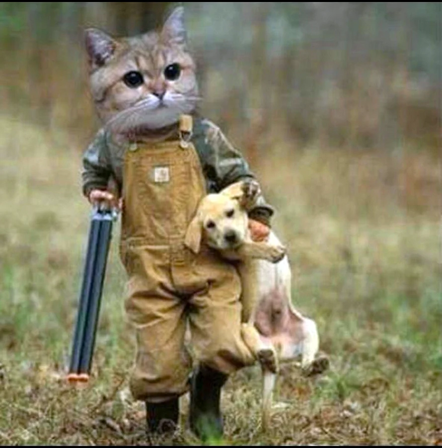 Кошка с ружьем