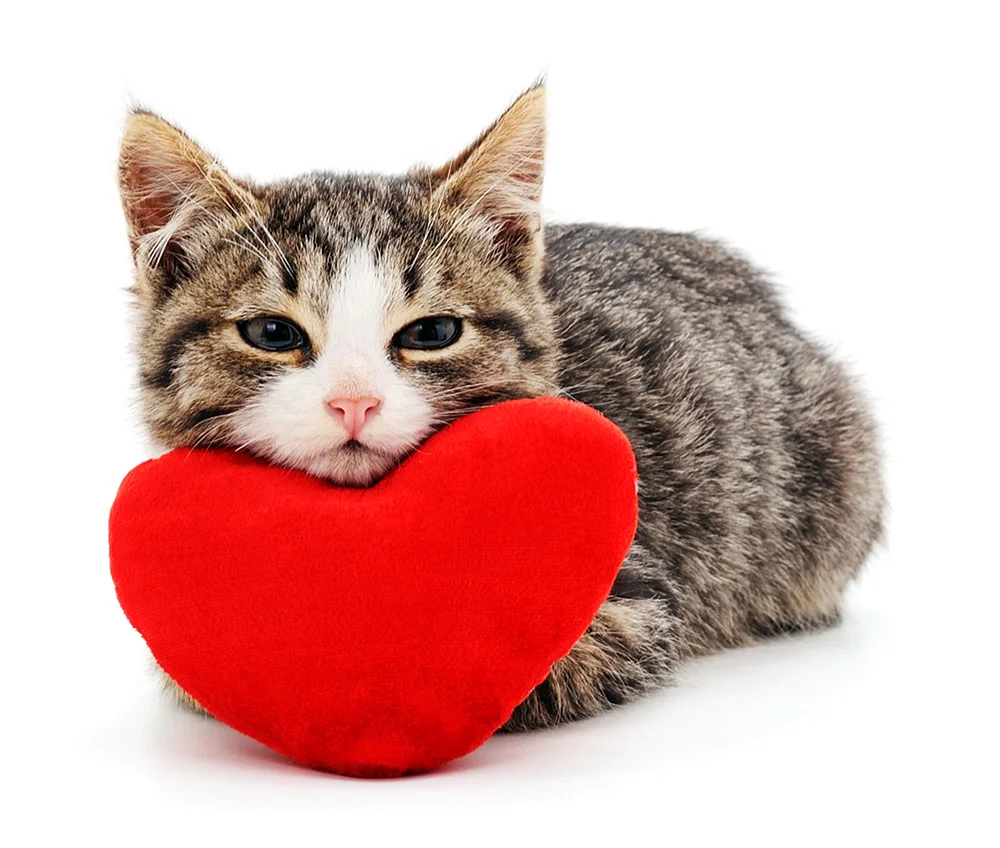 Кошка с сердечком