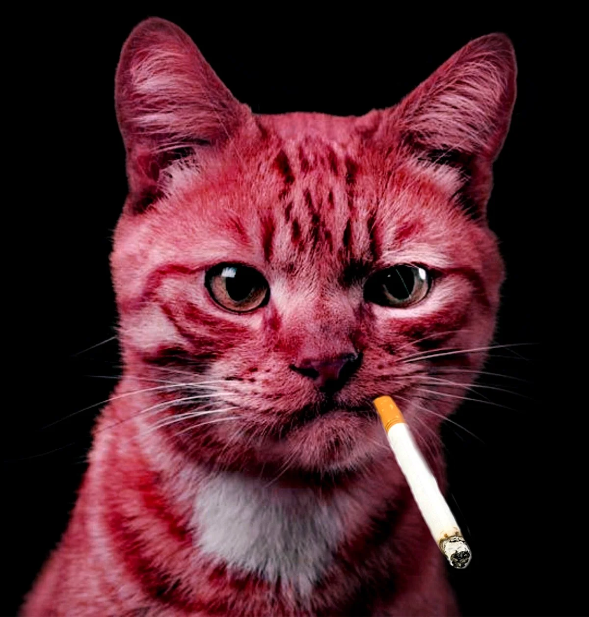 Кошка с сигаретой