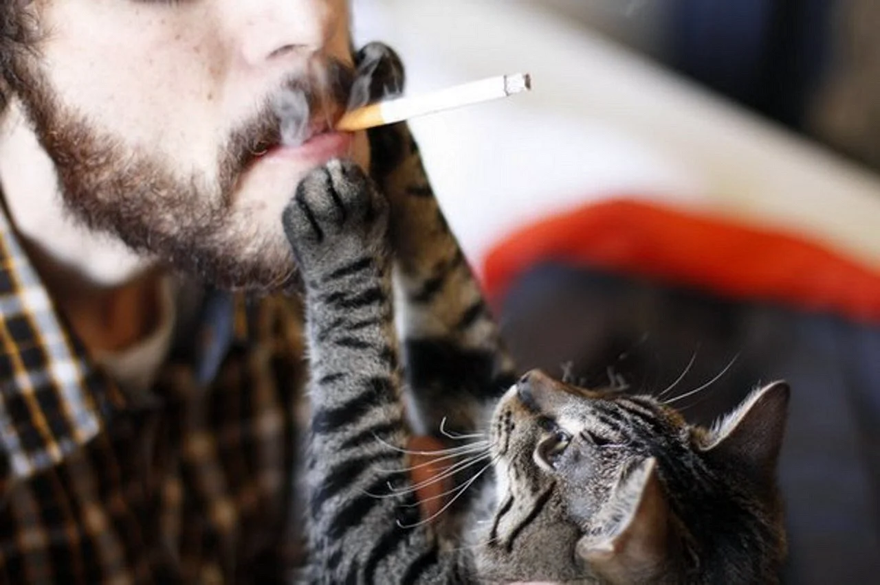 Кошка с сигарой