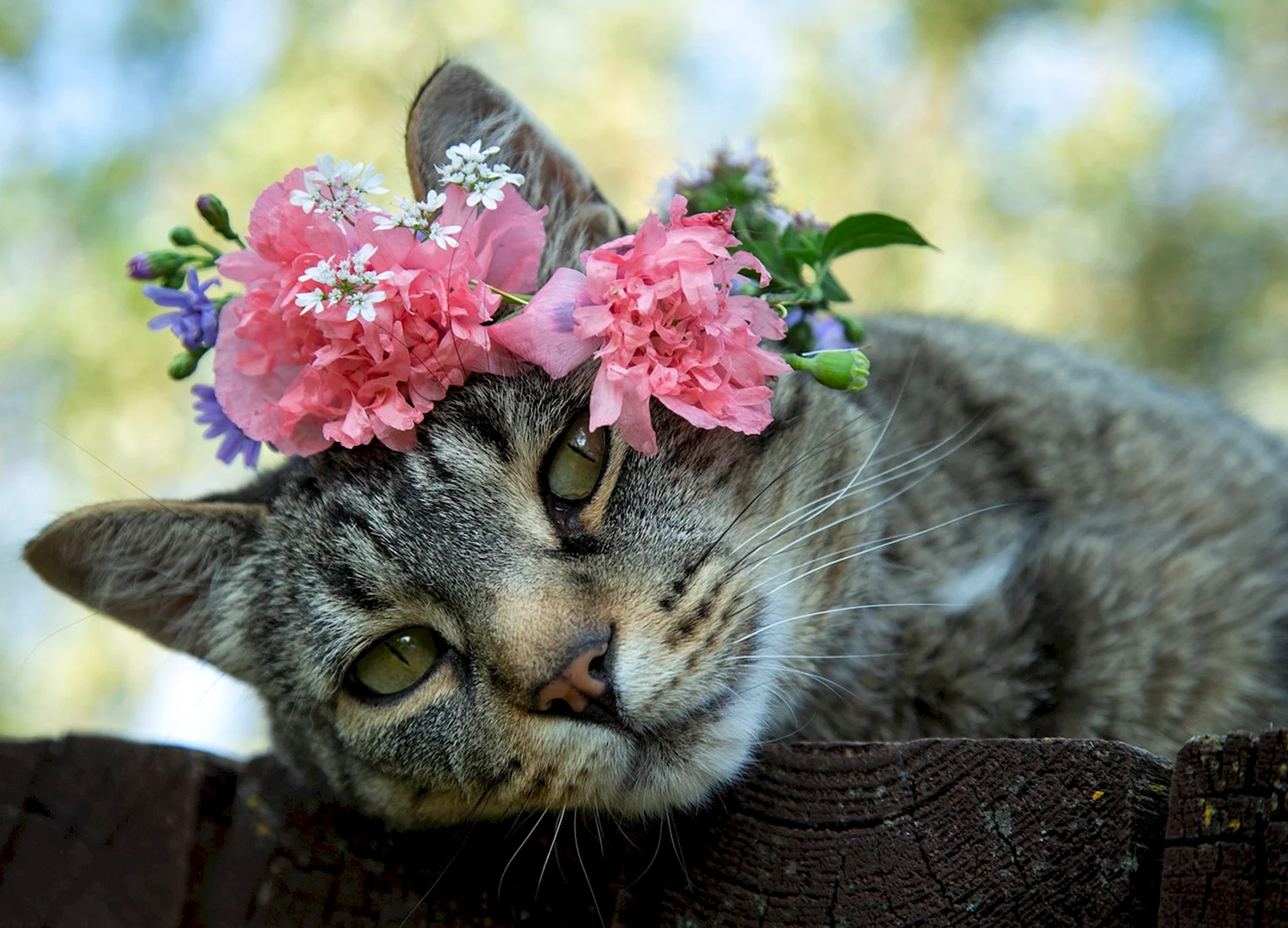 Кошка с цветами