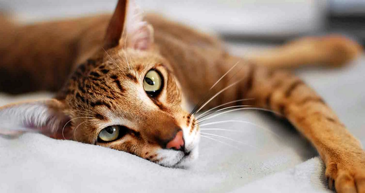 Кошка с восточными глазами