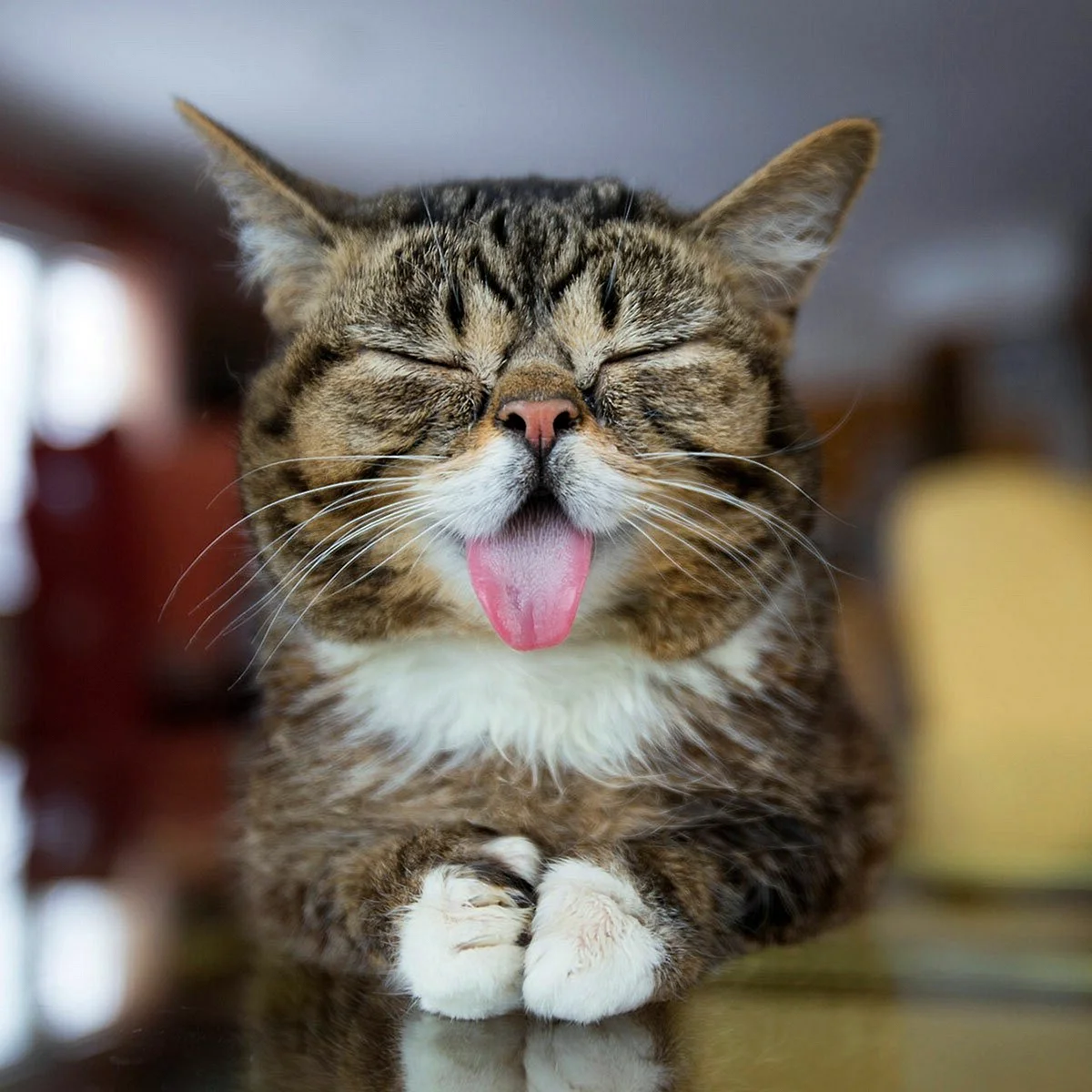 коты с высунутым языком фото