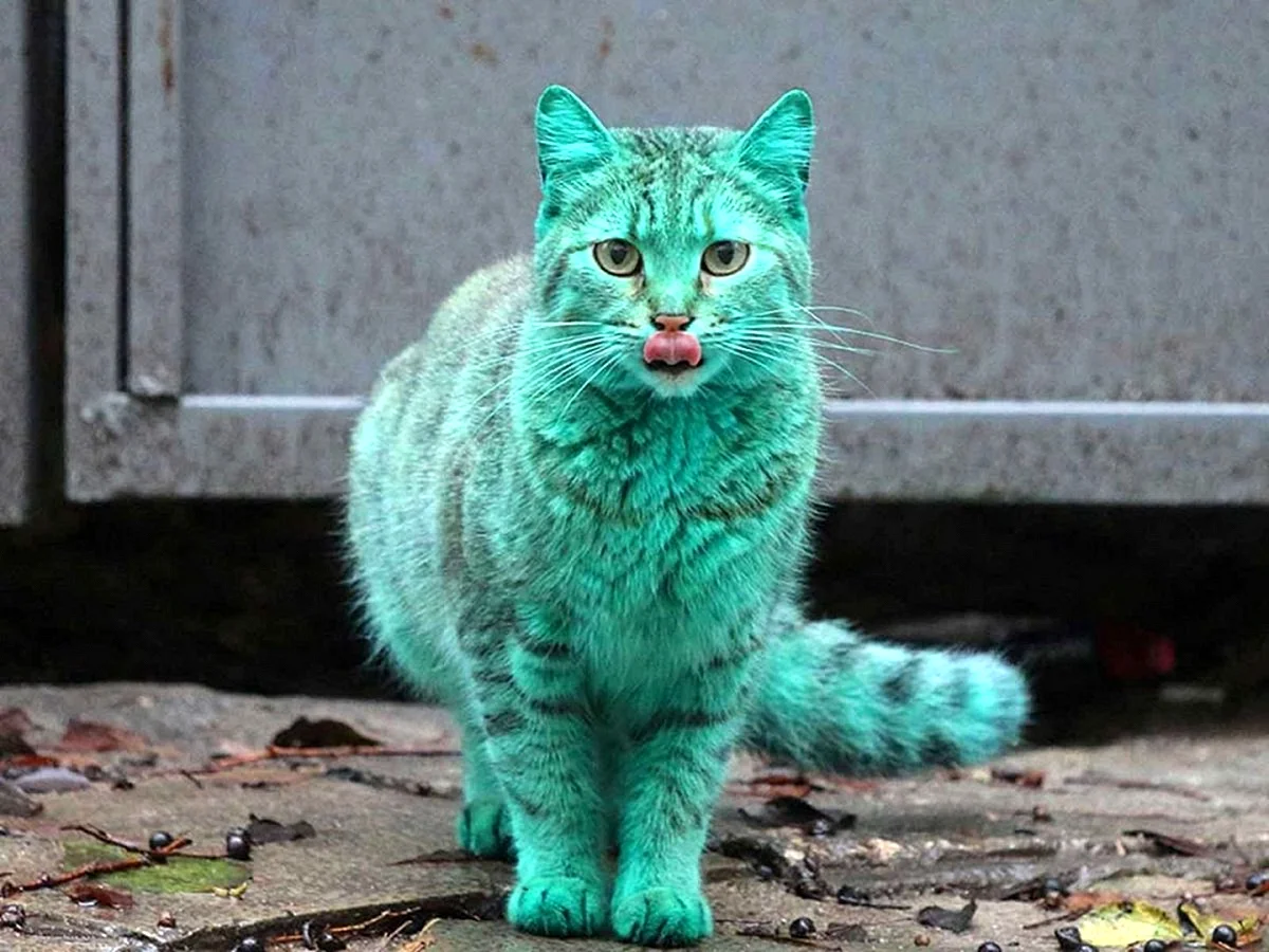 Кошка с зеленоватой шерстью