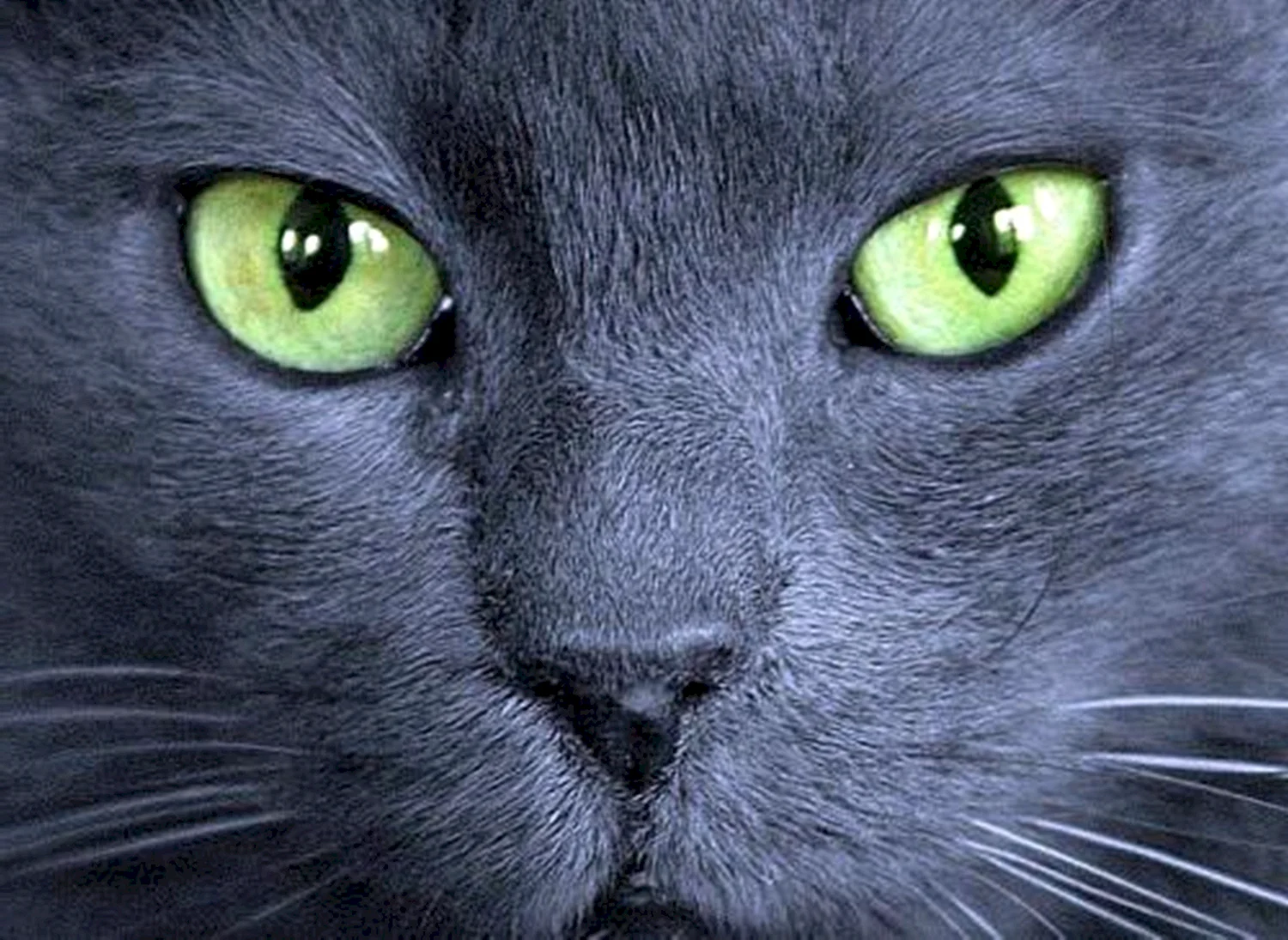 Кошка с зелеными глазами
