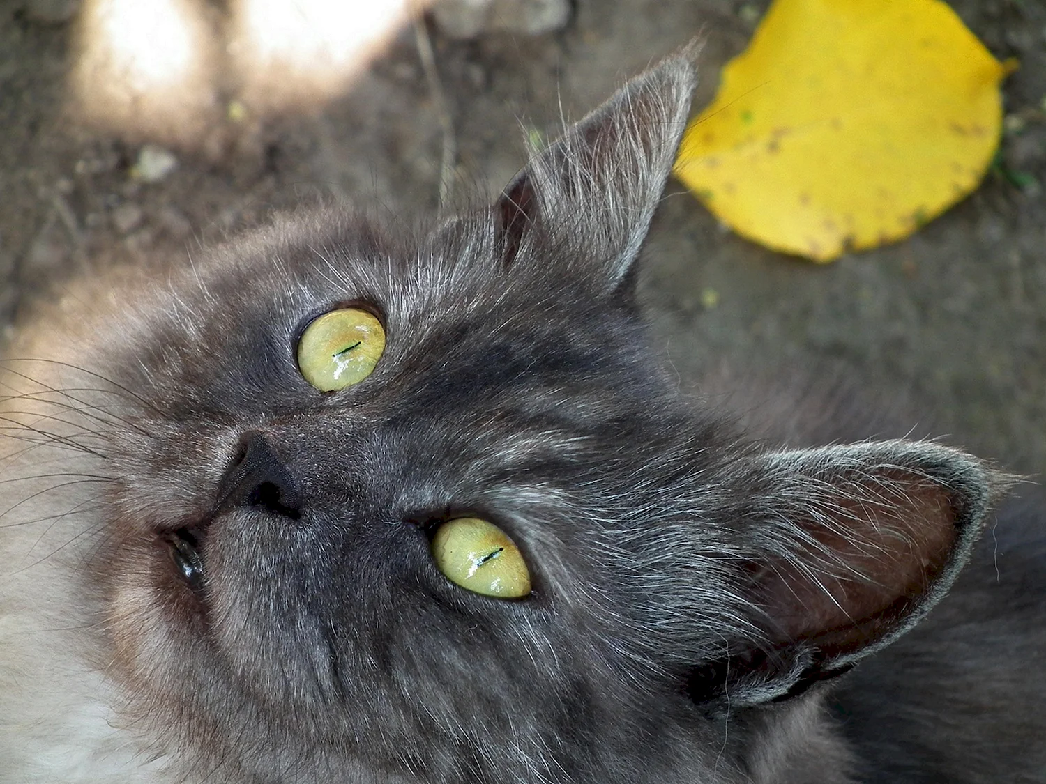 Кошка с желтыми глазами