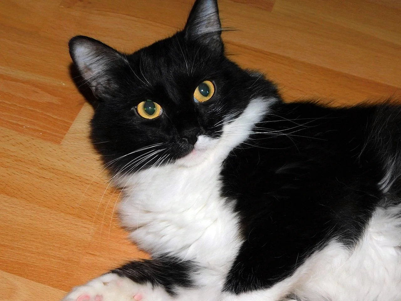 Кошка Сибирская черная с белой грудкой