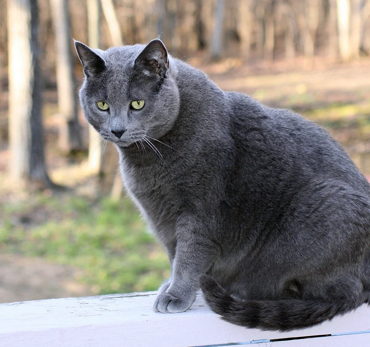 Кошка Сибирская голубая гладкошерстная