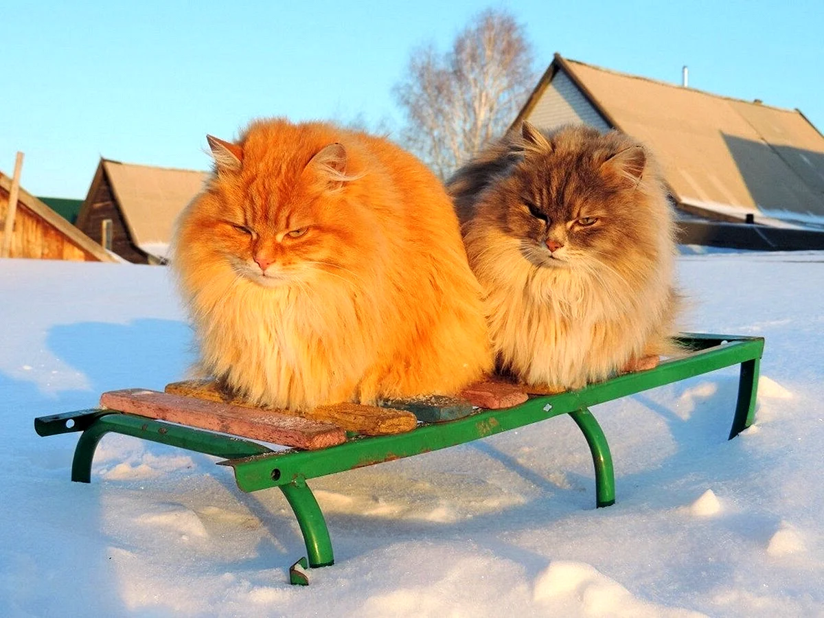 Кошка Сибирская Кошляндия