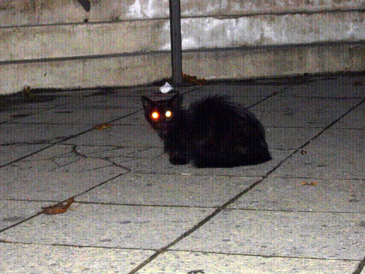 Кошка со светящимися глазами