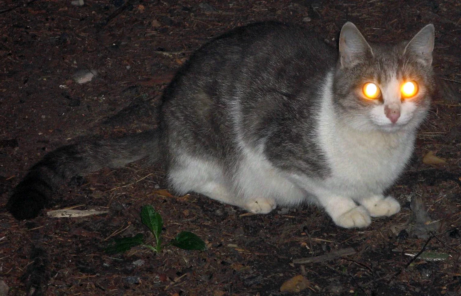 Кошка со светящимися глазами