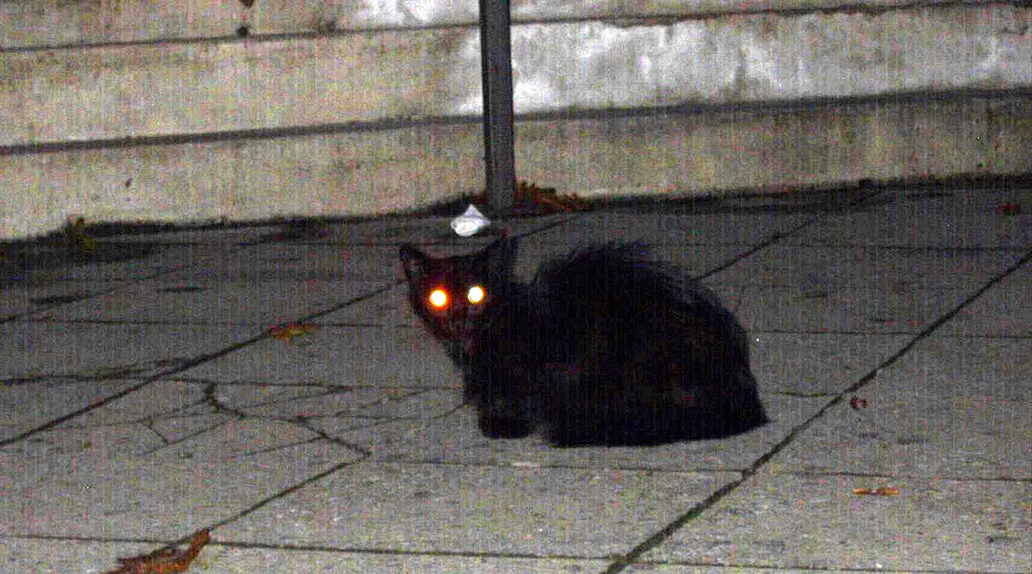 Кошка со светящимися глазами в темноте