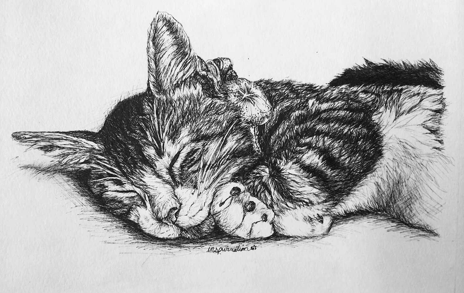Кошка спит рисунок