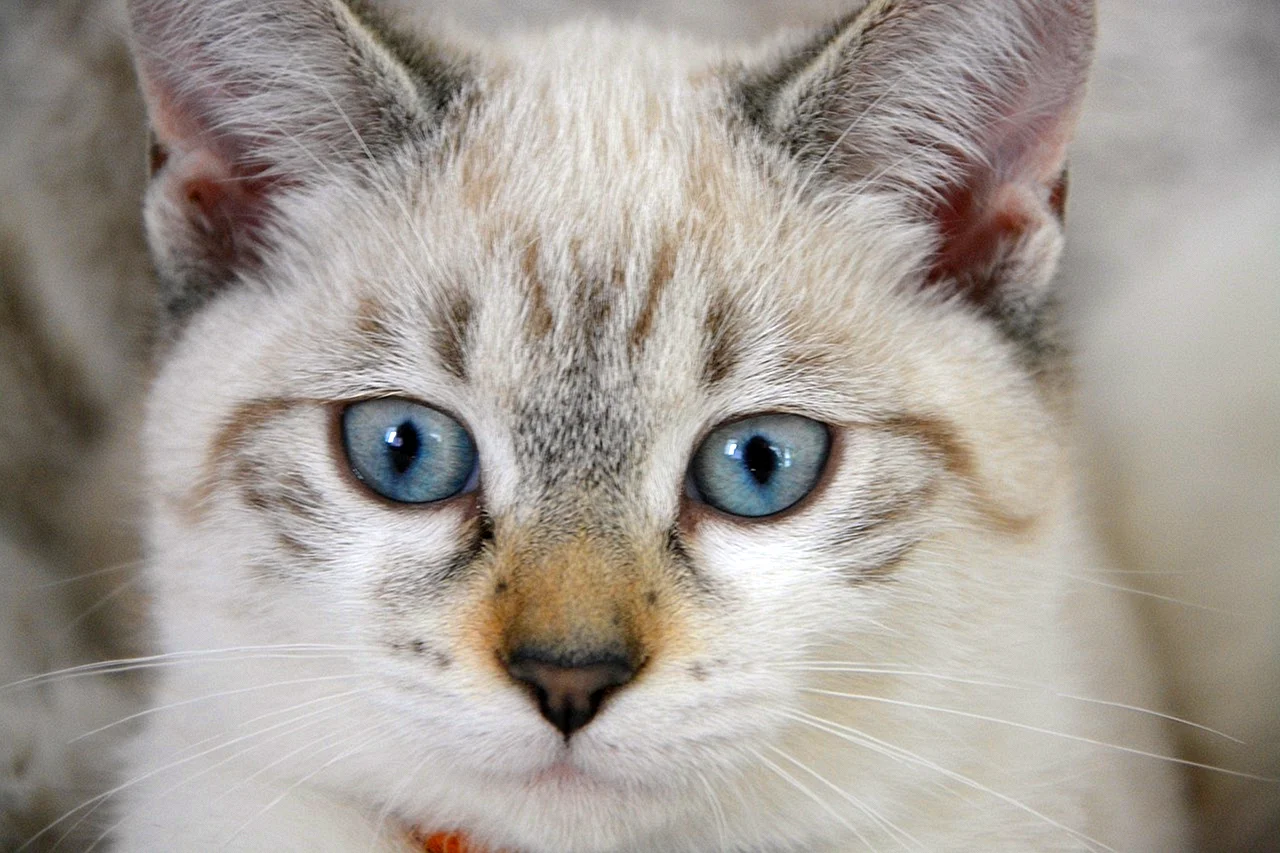 Кошка светлая с голубыми глазами